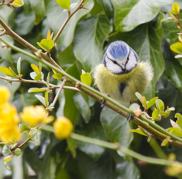 National Nest Box Week